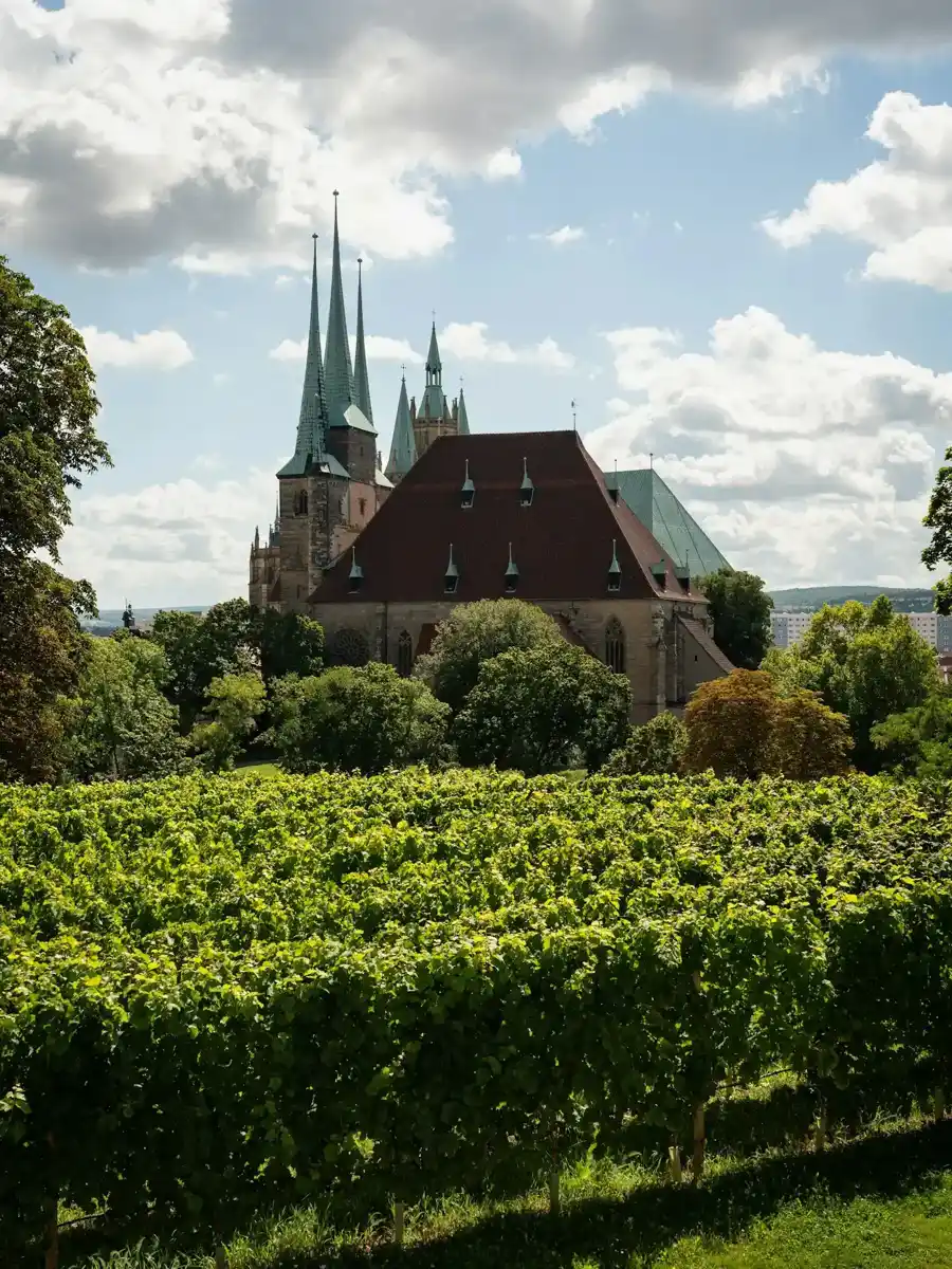 Erfurter Dom und Severikirche über dem Weinberg am Petersberg