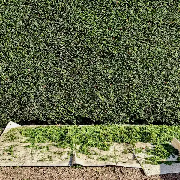 Frisch geschnittene, dichte Hecke