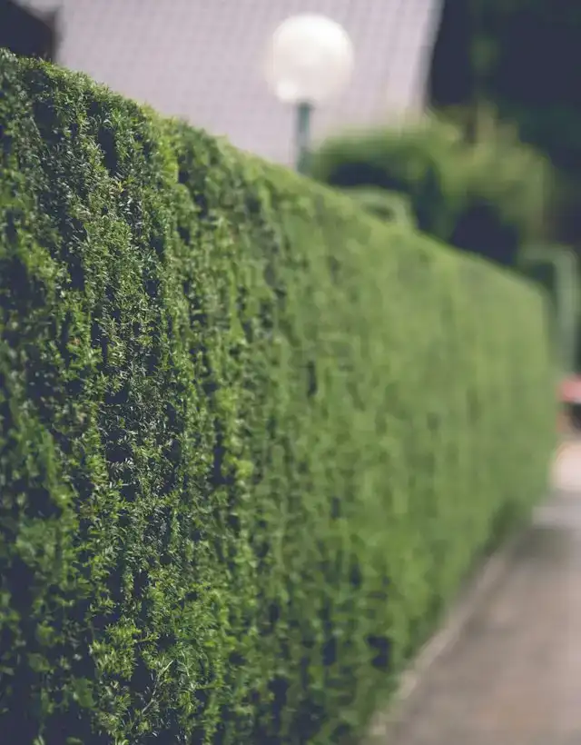 Lange, dichte Hecke entlang eines Weges