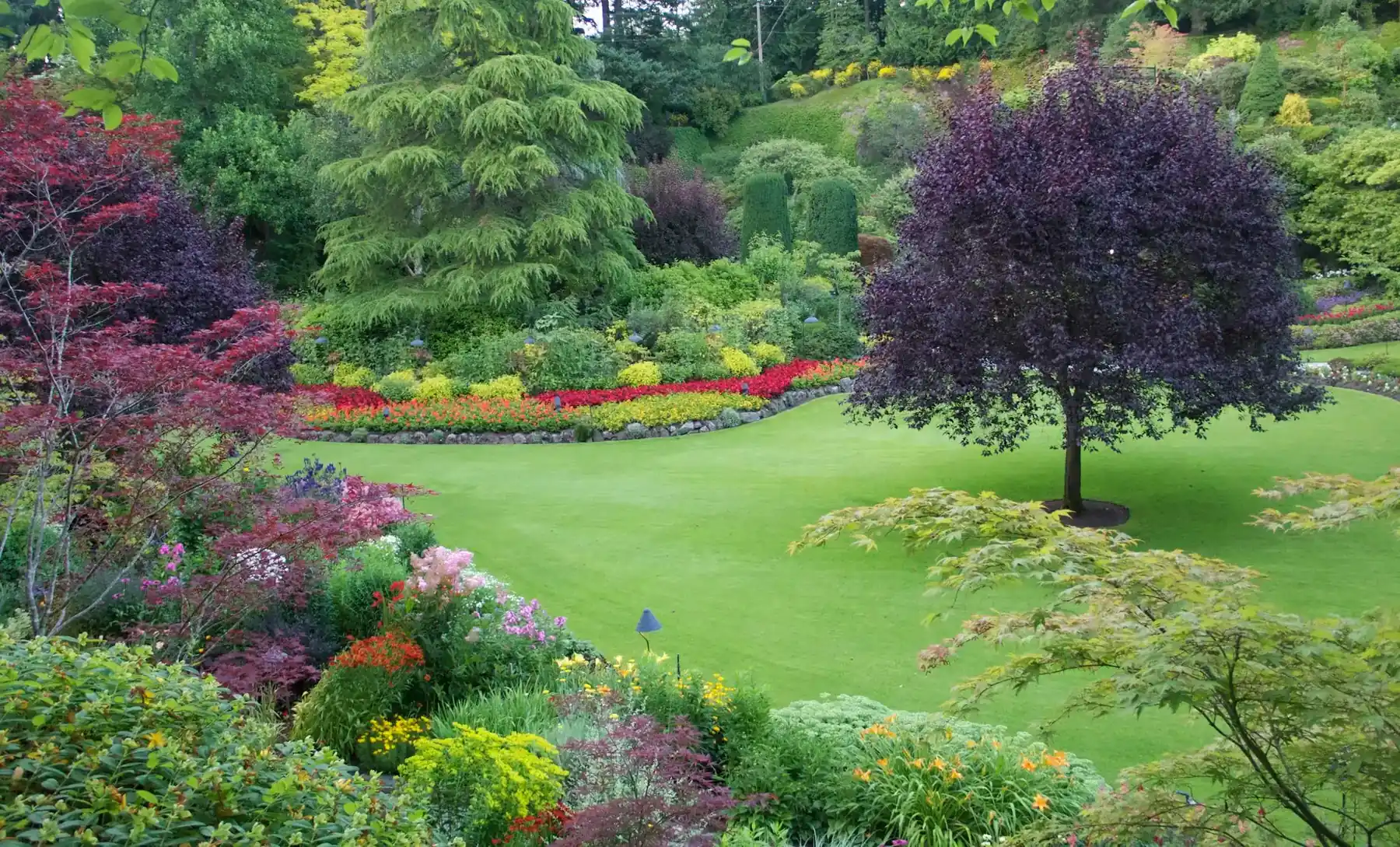 Angelegter Garten mit Rasen, Rhododendren und einem Blutpflaumenbaum
