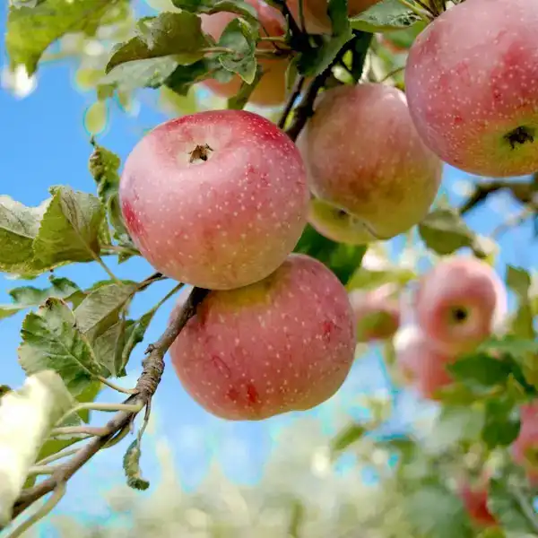 Rote Äpfel am Zweig