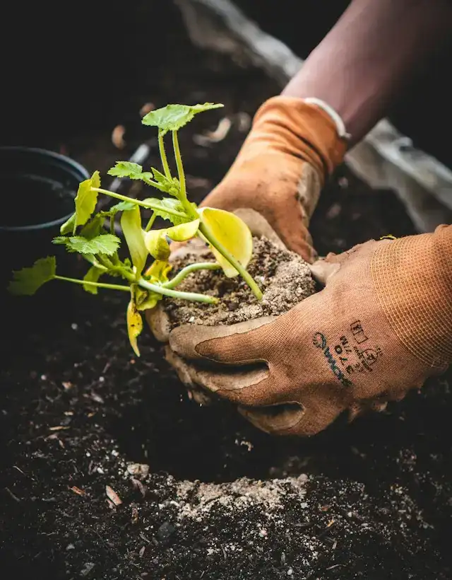 Hände in Gartenhandschuhen setzen eine Jungpflanze in die Erde