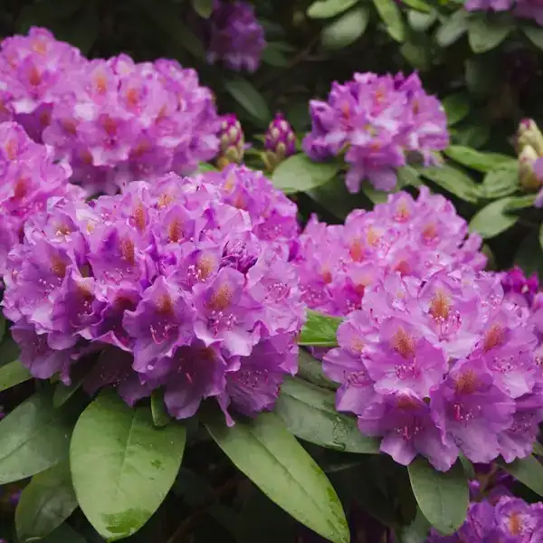 Lila blühender Rhododendron